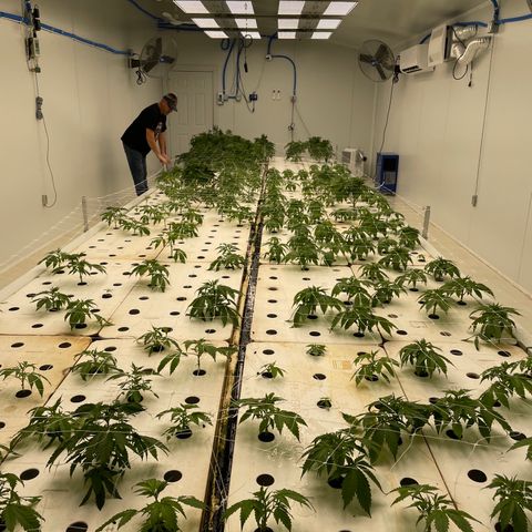 Lifter  growlog photo: Scrog net up 