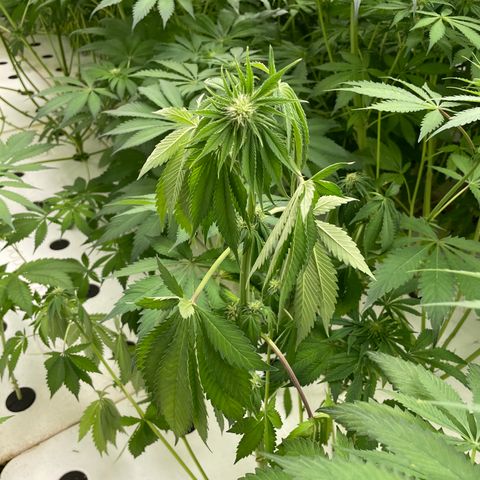 Cbg  growlog photo: Few plants wilted outer shell dieing off smells really bad anerobic smell both plants that are wilted exhibit some kind of root moosh on outter tap root 