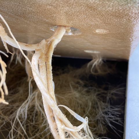 Cbg  growlog photo: Few plants wilted outer shell dieing off smells really bad anerobic smell both plants that are wilted exhibit some kind of root moosh on outter tap root 