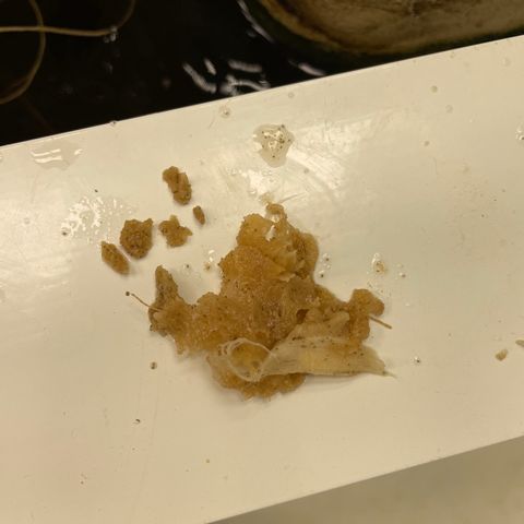 Cbg  growlog photo: Few plants wilted outer shell dieing off smells really bad anerobic smell both plants that are wilted exhibit some kind of root moosh on outter tap root 