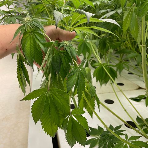 Cbg  growlog photo: Few plants wilted outer shell dieing off smells really bad anerobic smell both plants that are wilted exhibit some kind of root moosh on outter tap root 