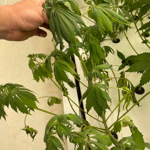 Cbg  growlog photo: Few plants wilted outer shell dieing off smells really bad anerobic smell both plants that are wilted exhibit some kind of root moosh on outter tap root 