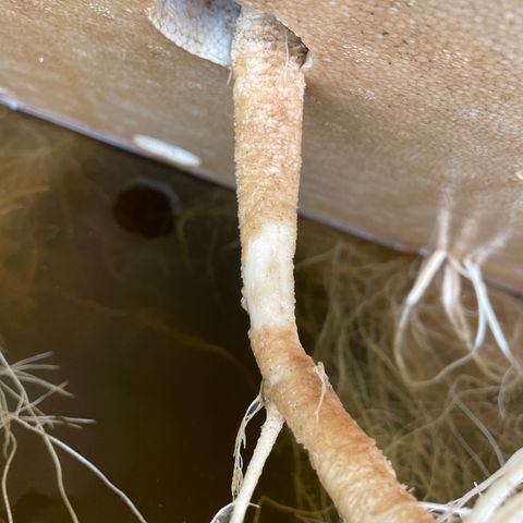 Cbg  growlog photo: Few plants wilted outer shell dieing off smells really bad anerobic smell both plants that are wilted exhibit some kind of root moosh on outter tap root 