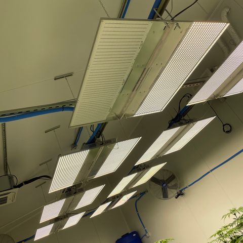 Cbg  growlog photo: Light out swap today been out about 5 days 