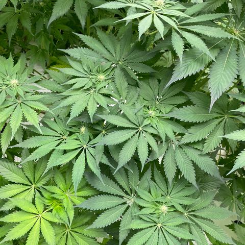 Cbg  growlog timeline photo