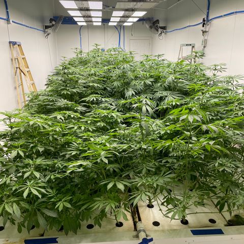 Cbg  growlog timeline photo