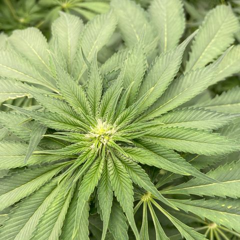 Cbg  growlog timeline photo