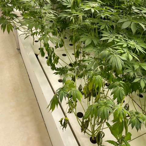 Cbg  growlog timeline photo