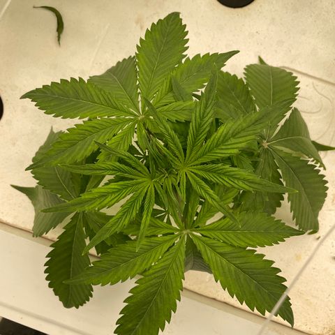 Lifter  growlog timeline photo