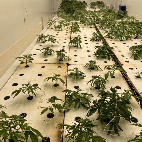 Lifter  growlog timeline photo