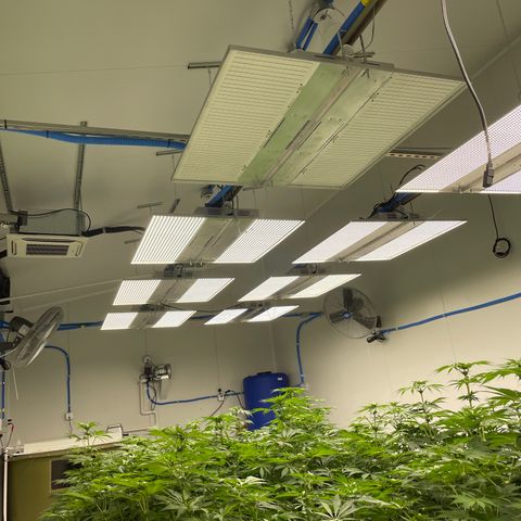 Cbg  growlog photo: Day 2 light being out waiting to here from tech support in touch with Tyler from next light will see if anything happens to the plants as a cause of light deprivation 