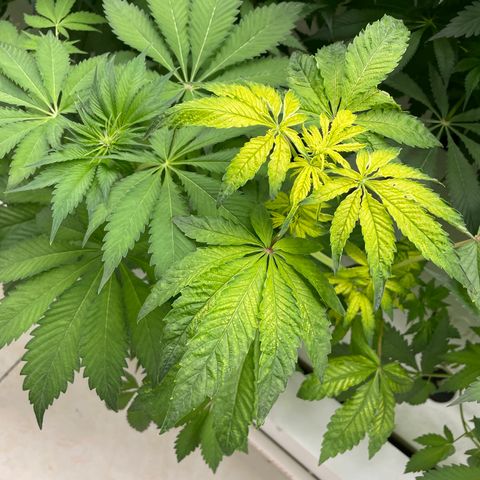 Cbg  growlog timeline photo