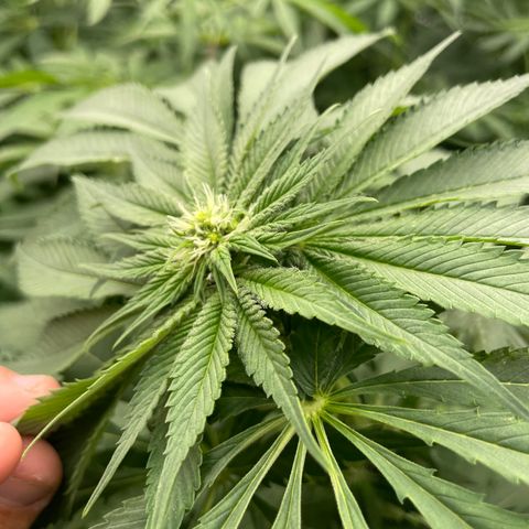Cbg  growlog timeline photo