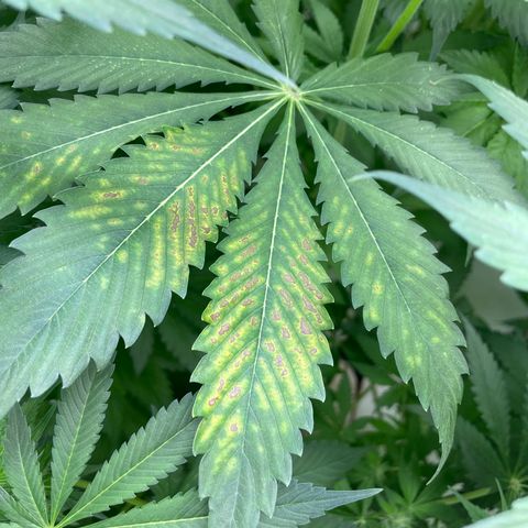 Cbg  growlog timeline photo