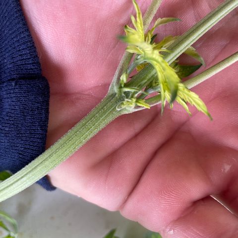 Cbg  growlog photo: Hermi plant looks like caught before it opened 
