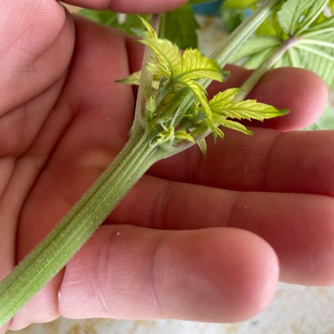 Cbg  growlog photo: Hermi plant looks like caught before it opened 
