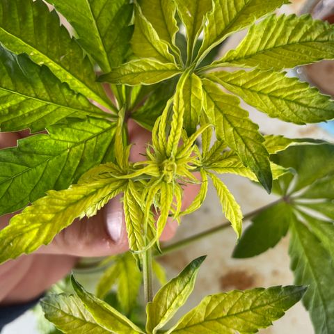 Cbg  growlog photo: Hermi plant looks like caught before it opened 
