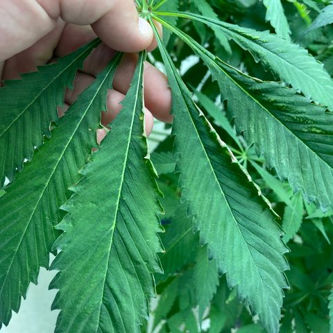 Cbg  growlog photo: Hermi found and roots were doing the mash stuff thinking it’s from not having enough calcium or potassium in the system just a guess 