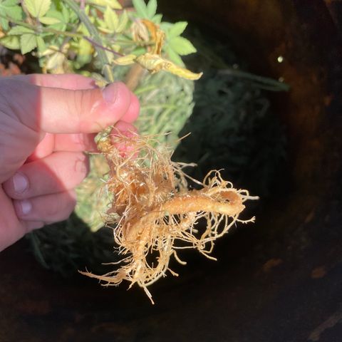 Cbg  growlog photo: Hermi found and roots were doing the mash stuff thinking it’s from not having enough calcium or potassium in the system just a guess 