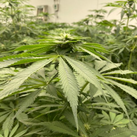 Cbg  growlog photo: Hermi found and roots were doing the mash stuff thinking it’s from not having enough calcium or potassium in the system just a guess 