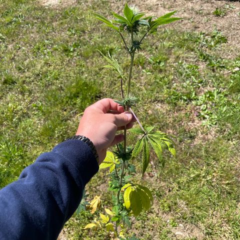 Cbg  growlog photo: Hermi found and roots were doing the mash stuff thinking it’s from not having enough calcium or potassium in the system just a guess 