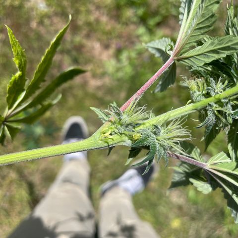 Cbg  growlog photo: Hermi found and roots were doing the mash stuff thinking it’s from not having enough calcium or potassium in the system just a guess 