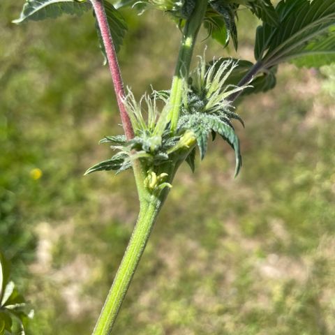 Cbg  growlog photo: Hermi found and roots were doing the mash stuff thinking it’s from not having enough calcium or potassium in the system just a guess 