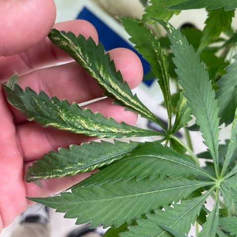 Cbg  growlog photo: Hermi found and roots were doing the mash stuff thinking it’s from not having enough calcium or potassium in the system just a guess 