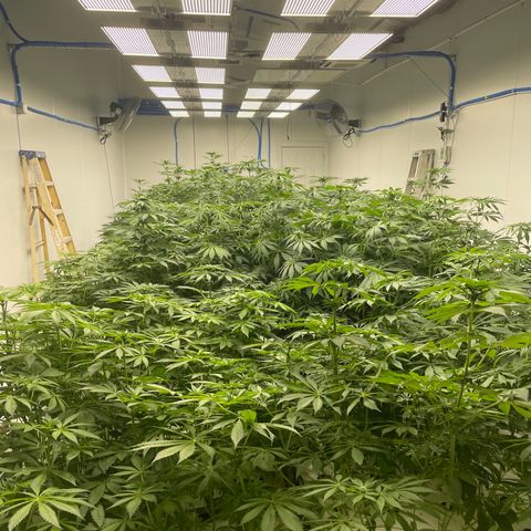 Cbg  growlog photo: Hermi found and roots were doing the mash stuff thinking it’s from not having enough calcium or potassium in the system just a guess 