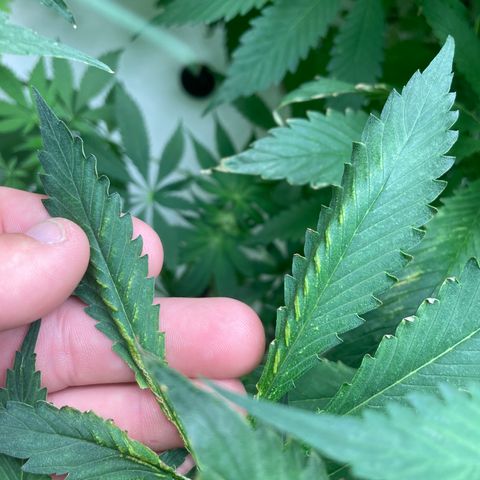 Cbg  growlog photo: Hermi found and roots were doing the mash stuff thinking it’s from not having enough calcium or potassium in the system just a guess 