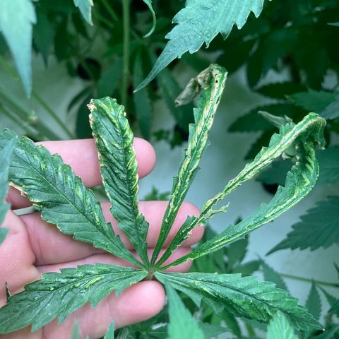 Cbg  growlog photo: Hermi found and roots were doing the mash stuff thinking it’s from not having enough calcium or potassium in the system just a guess 