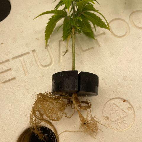 Lifter  growlog timeline photo
