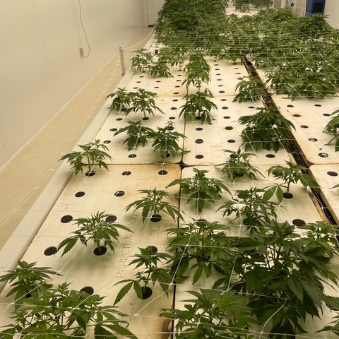 Lifter  growlog timeline photo