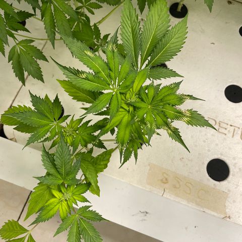 Cbg  growlog photo: Little yellow not to bad tho  buds swelling nicely some showing red hairs already 