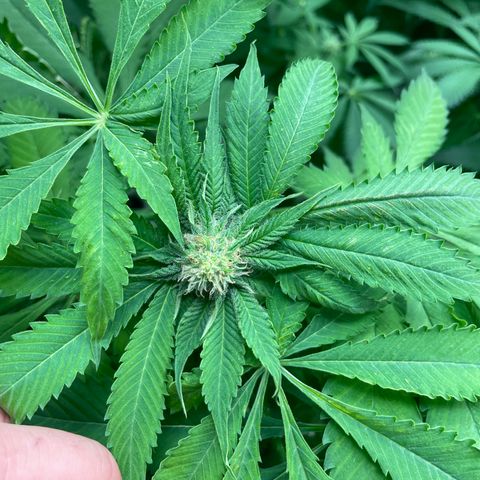 Cbg  growlog photo: Little yellow not to bad tho  buds swelling nicely some showing red hairs already 