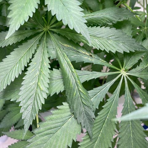 Cbg  growlog photo: Little yellow not to bad tho  buds swelling nicely some showing red hairs already 
