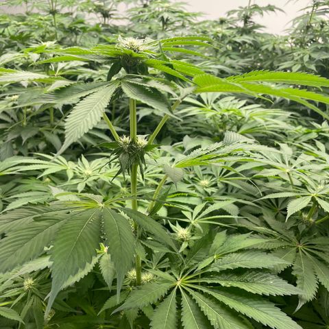 Cbg  growlog photo: Little yellow not to bad tho  buds swelling nicely some showing red hairs already 