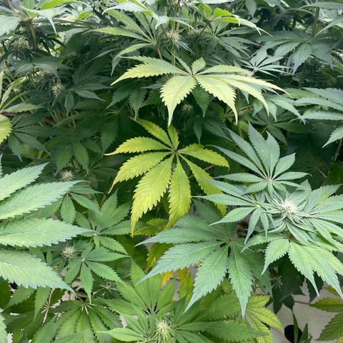 Cbg  growlog photo: Little yellow not to bad tho  buds swelling nicely some showing red hairs already 