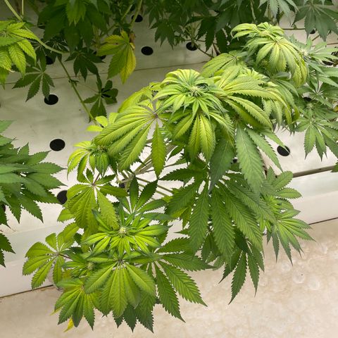 Cbg  growlog photo: Little yellow not to bad tho  buds swelling nicely some showing red hairs already 