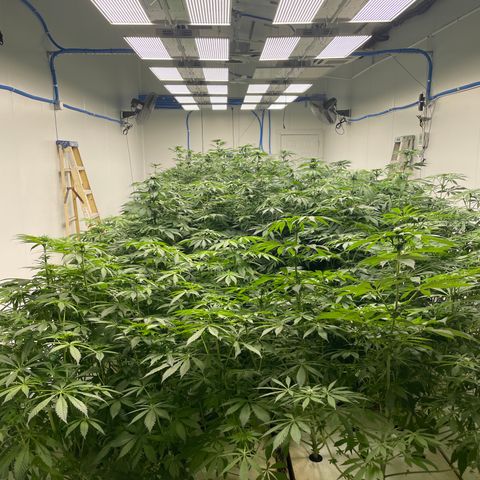 Cbg  growlog photo: Little yellow not to bad tho  buds swelling nicely some showing red hairs already 