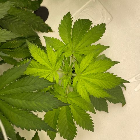 Lifter  growlog timeline photo