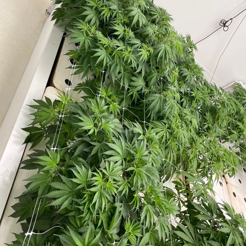 Lifter  growlog timeline photo