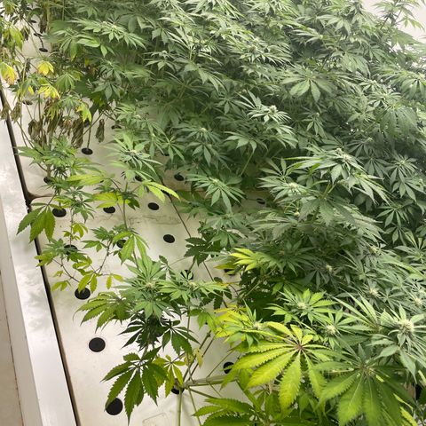 Cbg  growlog photo: Plants leaves showing yellow roots starting to show nasty spots 
Hypothesis either not enough trace nutrients to support roots and flower stage or oxogen/ movement in water from air stone stagnant water 