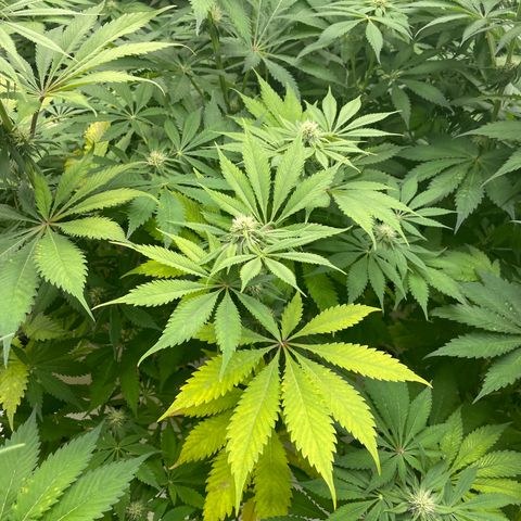 Cbg  growlog photo: Plants leaves showing yellow roots starting to show nasty spots 
Hypothesis either not enough trace nutrients to support roots and flower stage or oxogen/ movement in water from air stone stagnant water 