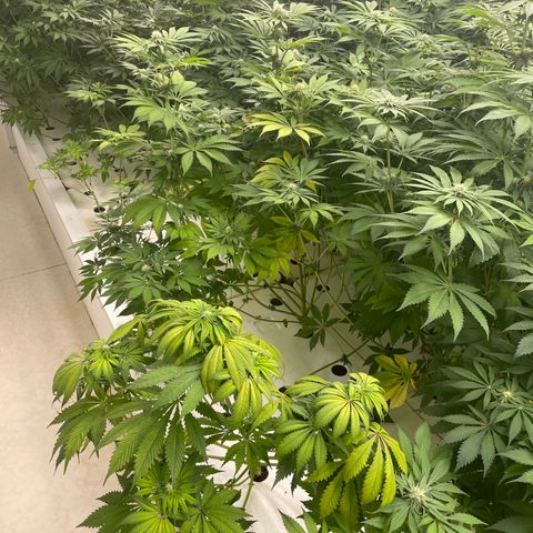 Cbg  growlog photo: Plants leaves showing yellow roots starting to show nasty spots 
Hypothesis either not enough trace nutrients to support roots and flower stage or oxogen/ movement in water from air stone stagnant water 