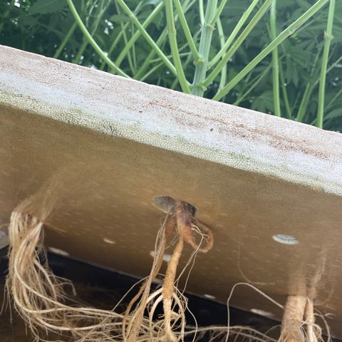 Cbg  growlog photo: Plants leaves showing yellow roots starting to show nasty spots 
Hypothesis either not enough trace nutrients to support roots and flower stage or oxogen/ movement in water from air stone stagnant water 