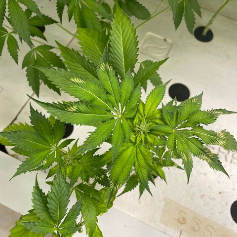 Cbg  growlog photo: Plants leaves showing yellow roots starting to show nasty spots 
Hypothesis either not enough trace nutrients to support roots and flower stage or oxogen/ movement in water from air stone stagnant water 