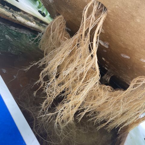Cbg  growlog photo: Plants leaves showing yellow roots starting to show nasty spots 
Hypothesis either not enough trace nutrients to support roots and flower stage or oxogen/ movement in water from air stone stagnant water 