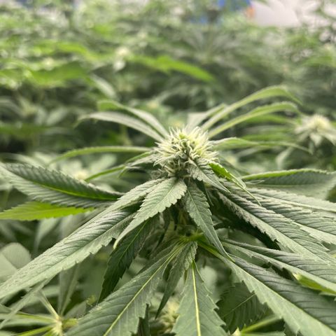 Cbg  growlog photo: Plants leaves showing yellow roots starting to show nasty spots 
Hypothesis either not enough trace nutrients to support roots and flower stage or oxogen/ movement in water from air stone stagnant water 