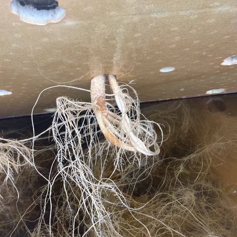 Cbg  growlog photo: Plants leaves showing yellow roots starting to show nasty spots 
Hypothesis either not enough trace nutrients to support roots and flower stage or oxogen/ movement in water from air stone stagnant water 